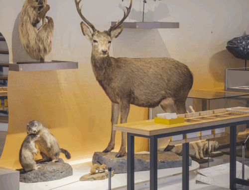 Museum d&rsquo;Histoire Naturelle